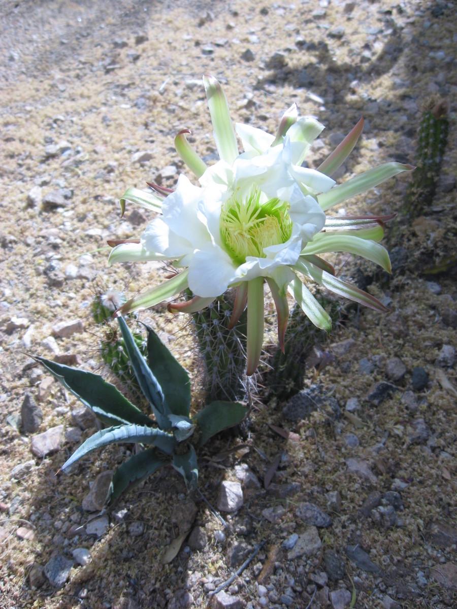 Peruvian Apple Cactus in Bloom in early morning