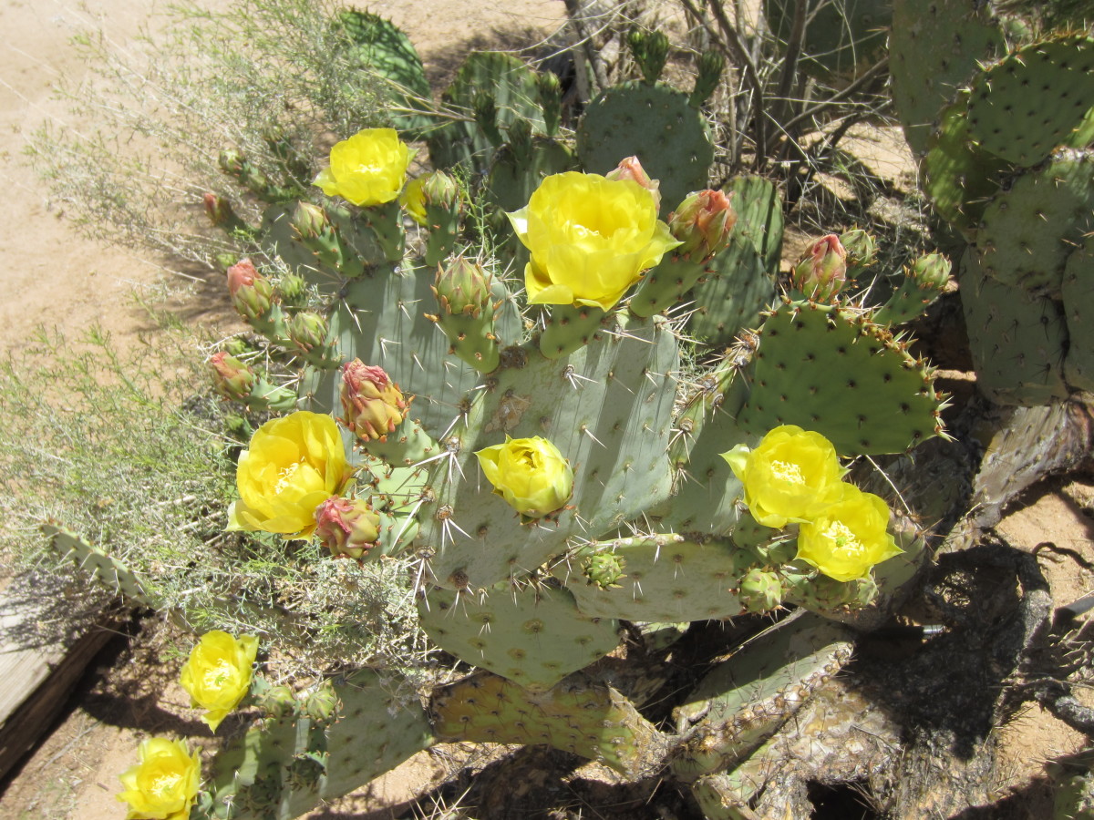 Prickly Pear Cactus in Bloom