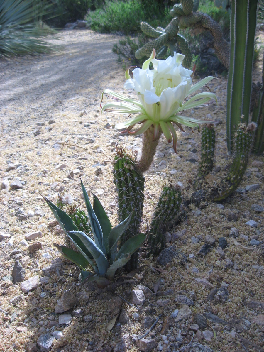 Peruvian Apple Cactus And Its Night Blooming Flowers Owlcation
