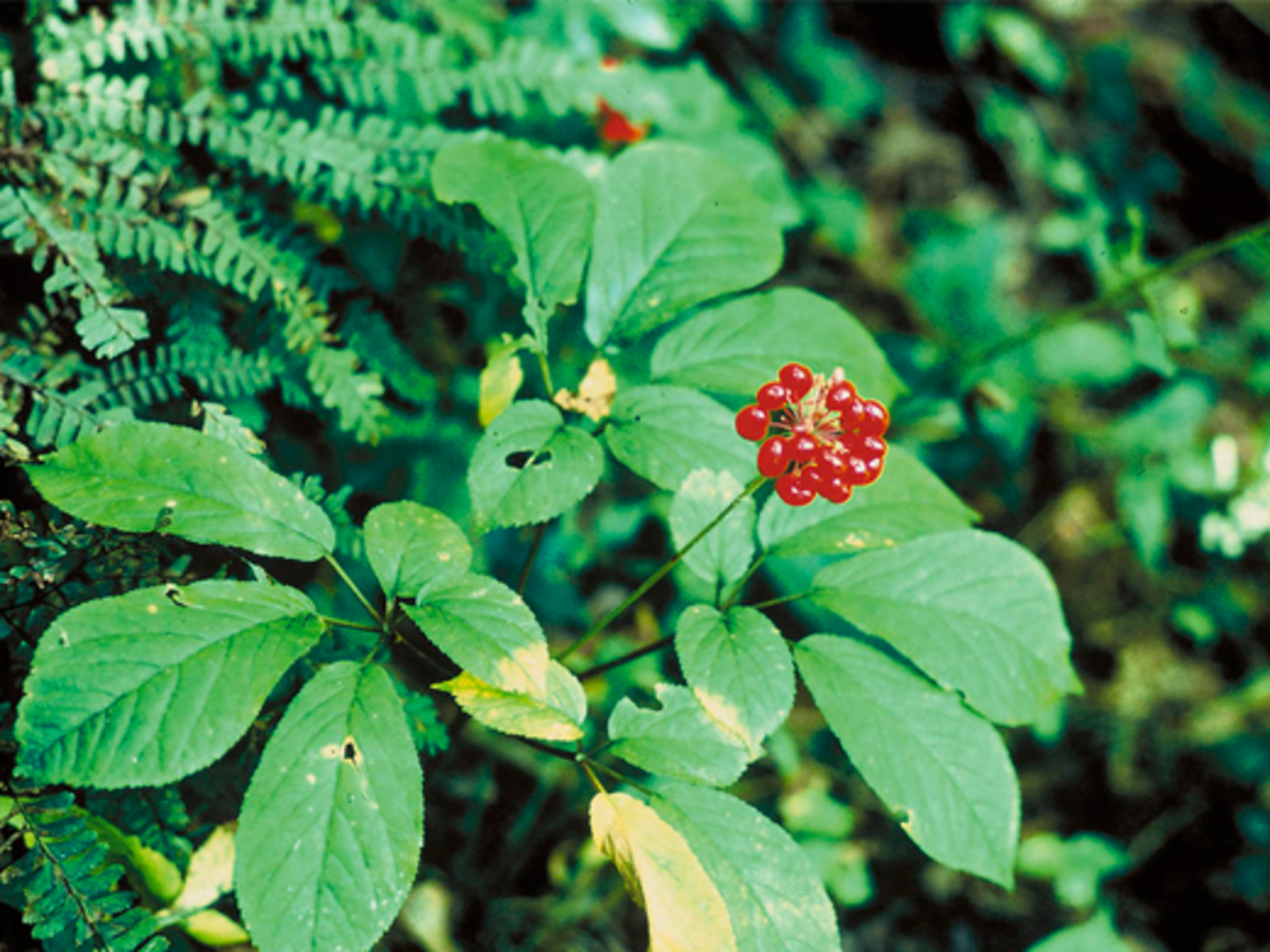 Wild ginseng, which can be found in national parks.