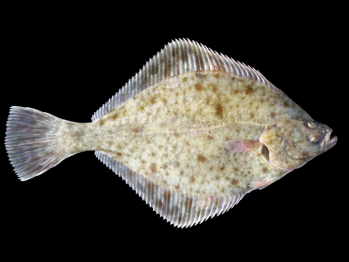 Platichthys flesus (the European flounder)