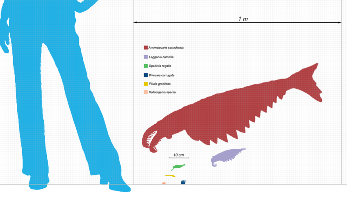 Anomalocaris was around ten times larger than any other animal it co-existed with.