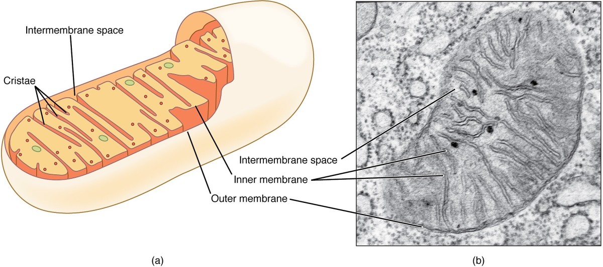A diagram of a mitochondrion and a photo of a real one as viewed through an electron microscope