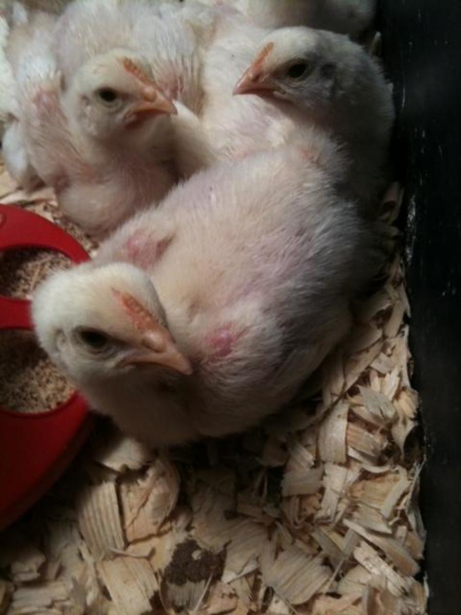 Chicks in their brooder.
