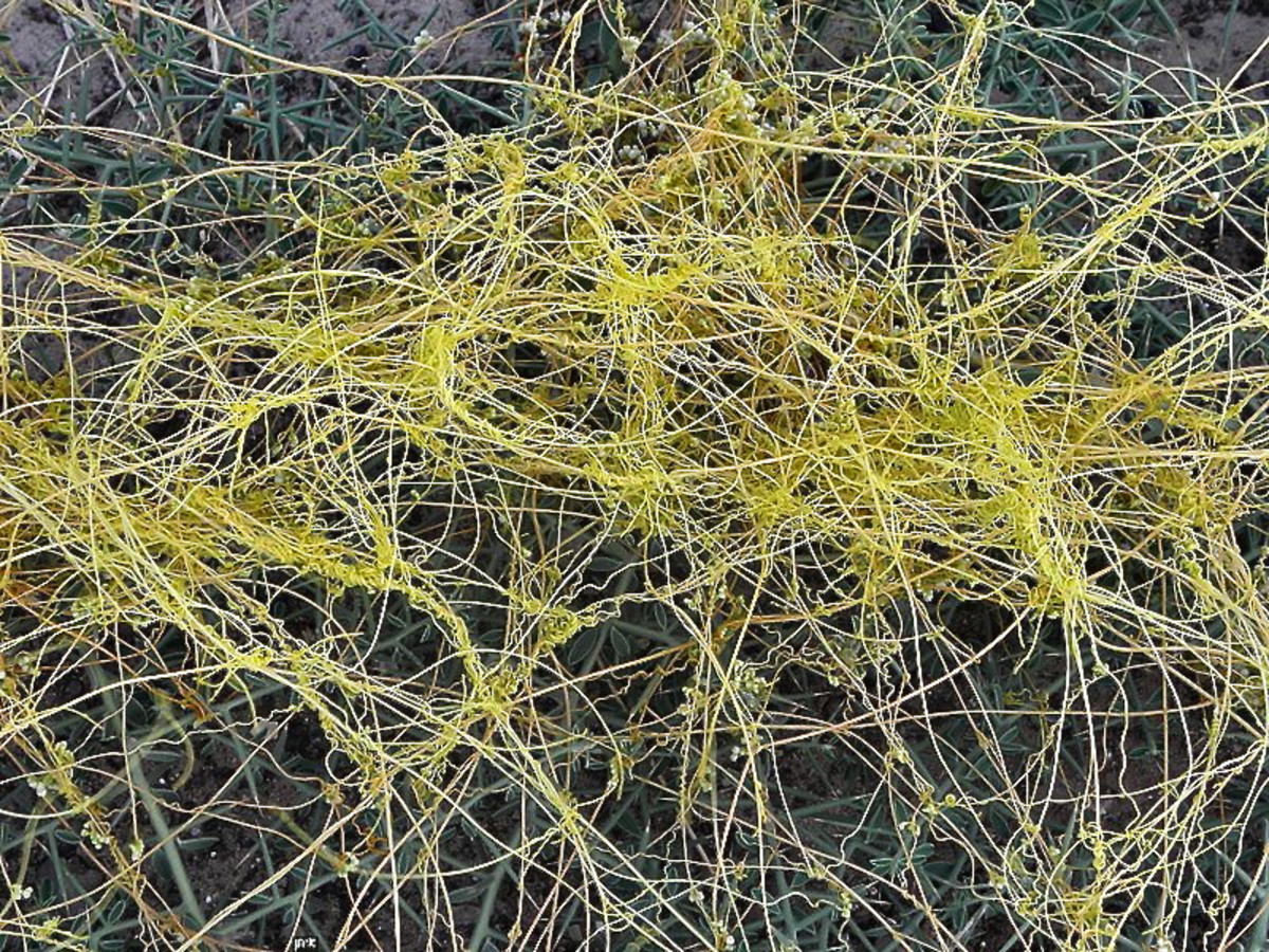 Parasitic Plants Corpse Flower, Mistletoe, and Dodder Owlcation