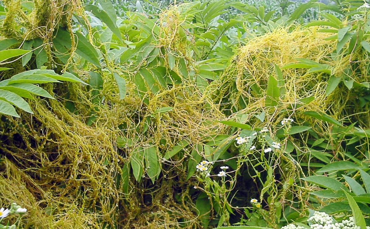 Dodder growing on an elder (or elderberry) plant