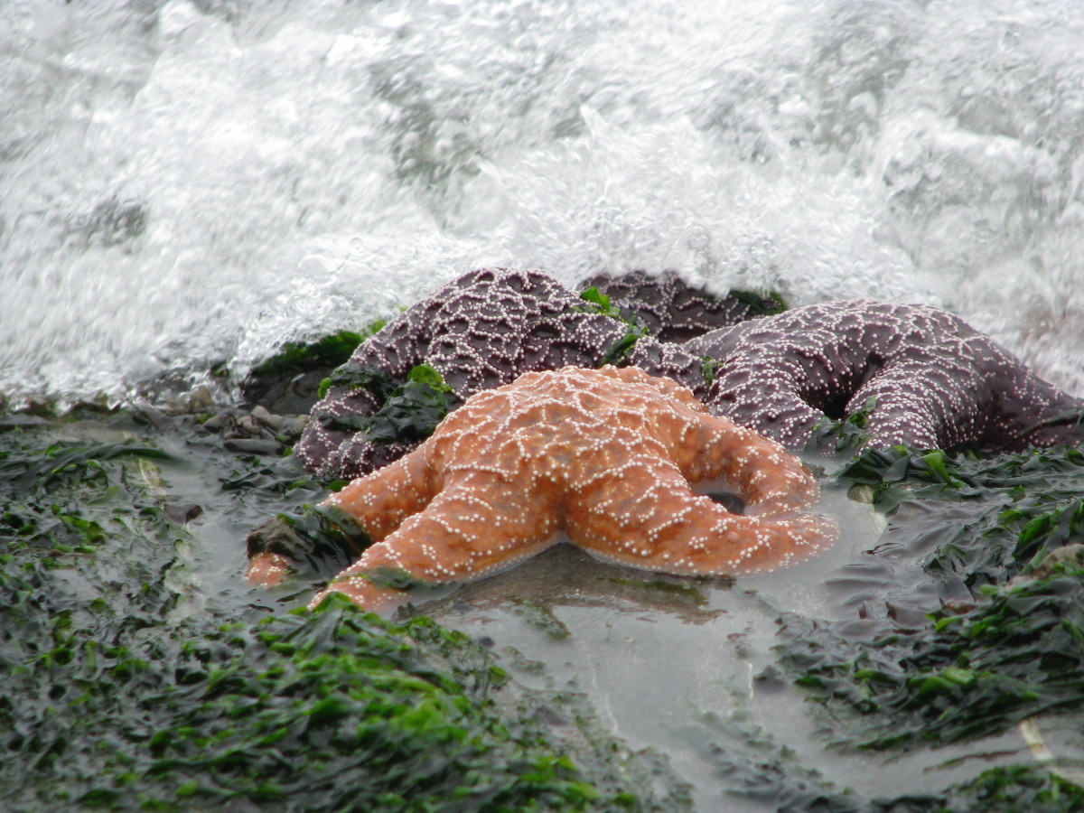 Expository essay idea: How do starfish regenerate their legs?