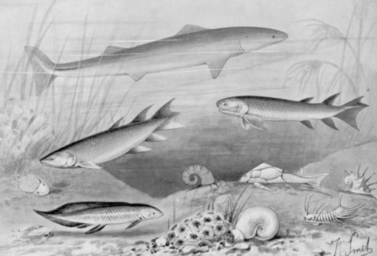 The Devonian was a period where fish proliferated and increased in variety. It also marks the first appearance of sharks in the fossil record.