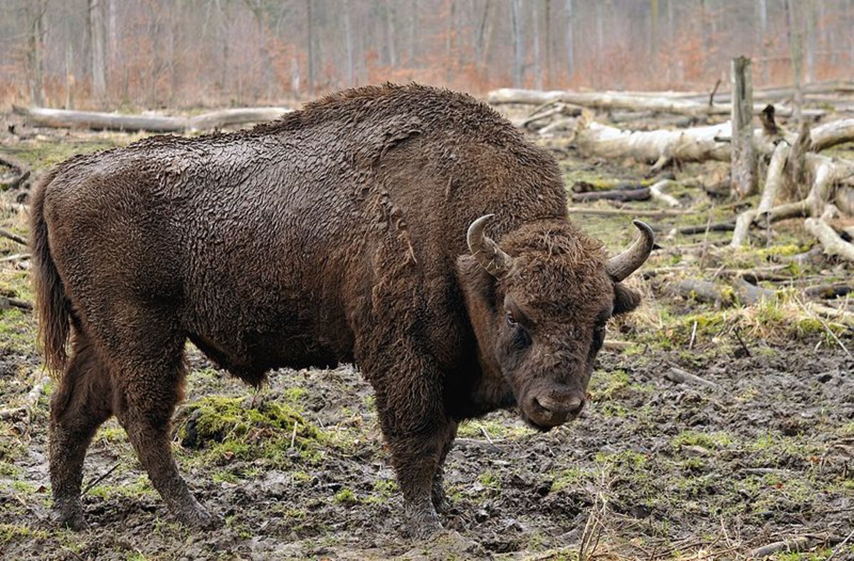 The wisent (European bison)
