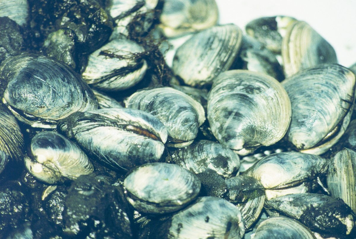 Quahogs from Narragansett Bay, Eastern US