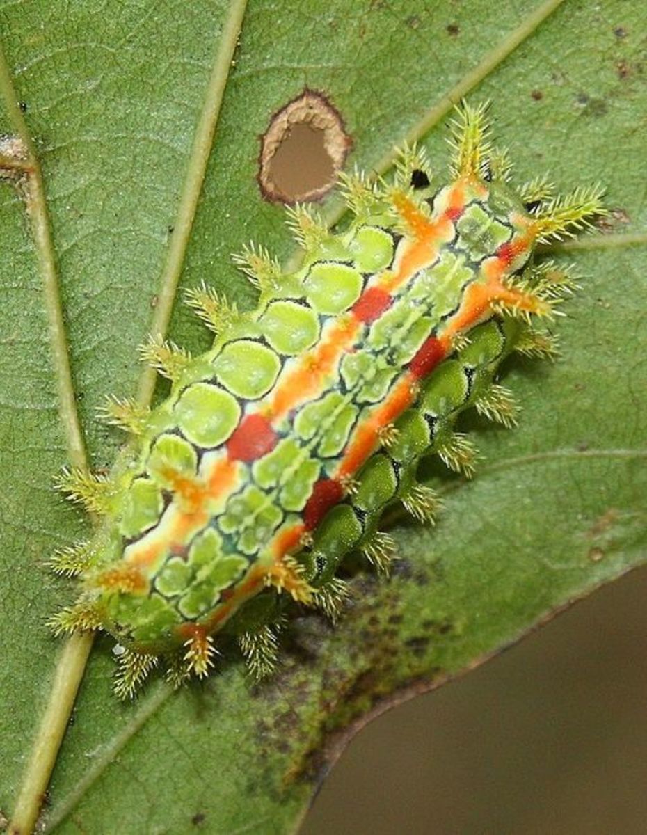 stinging-caterpillars