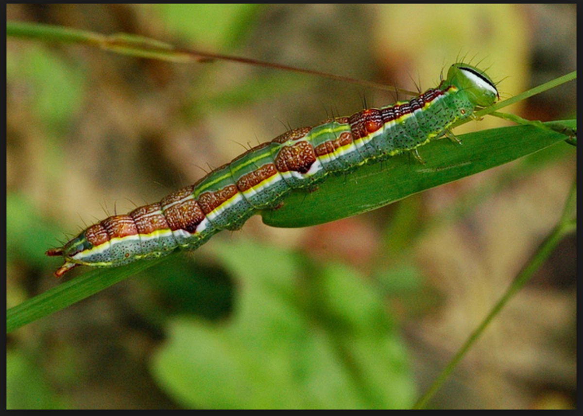 This interesting caterpillar is reportedly able to spray irritating acid from a gland near its head.