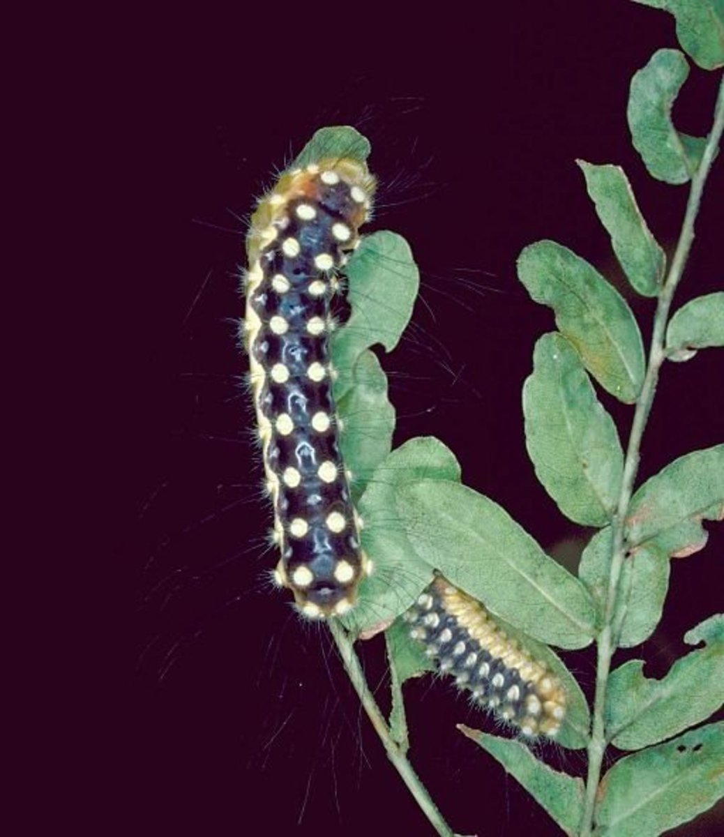 This caterpillar has inconspicuous stinging hairs.