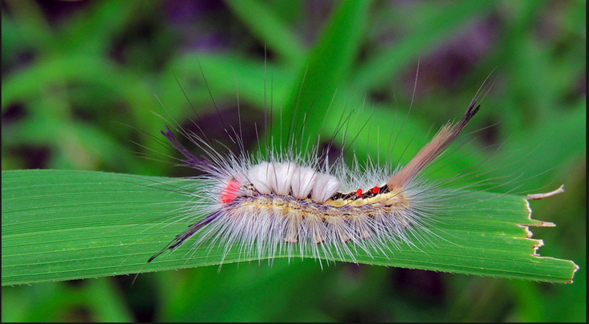 The white-marked tussock moth caterpillar doesn't sting, but the fur can cause irritation in some people.