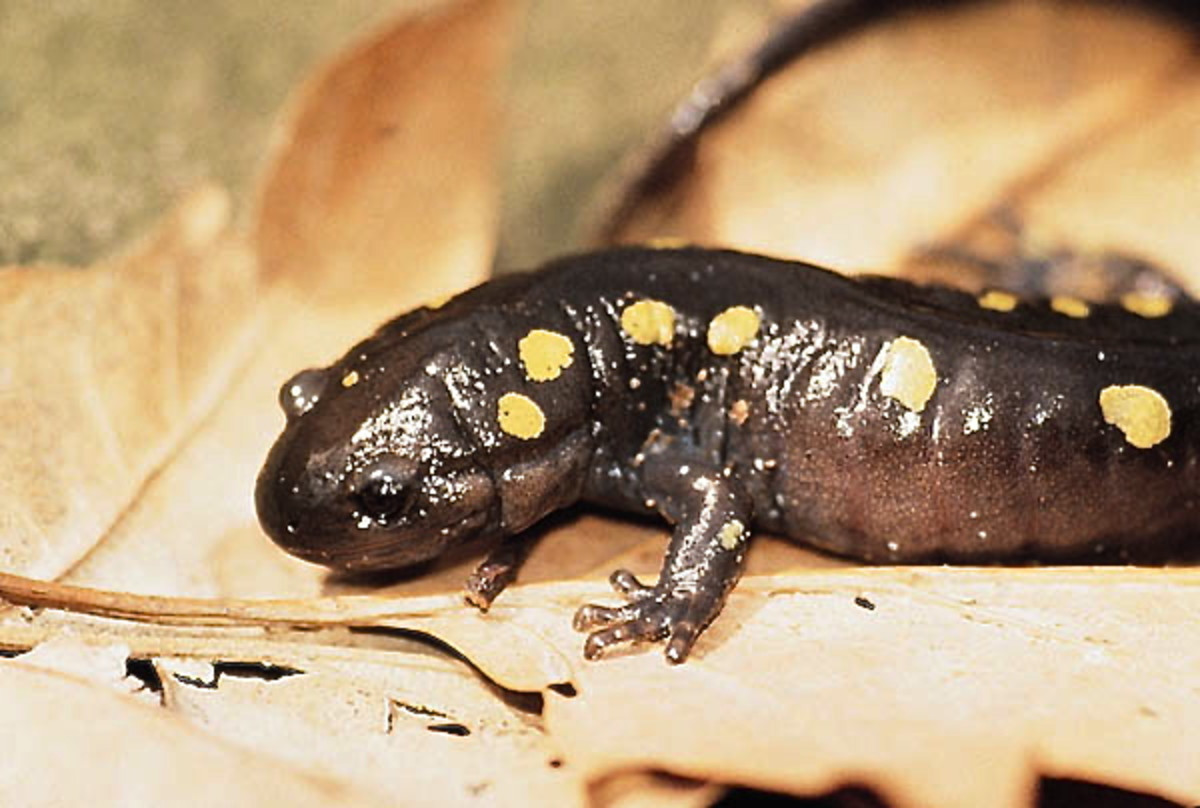 The embryos of the spotted salamander contain chloroplasts inside symbiotic algae.