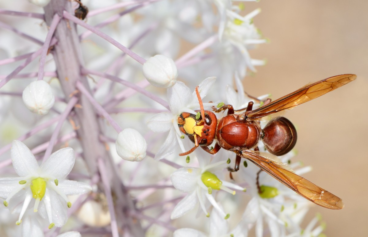 An oriental hornet gathering nectar from a flower