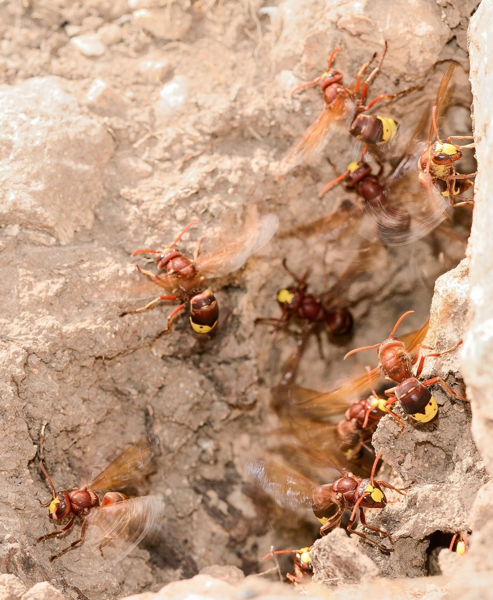 Oriental hornet workers fanning their wings to keep their nest cool on a hot day