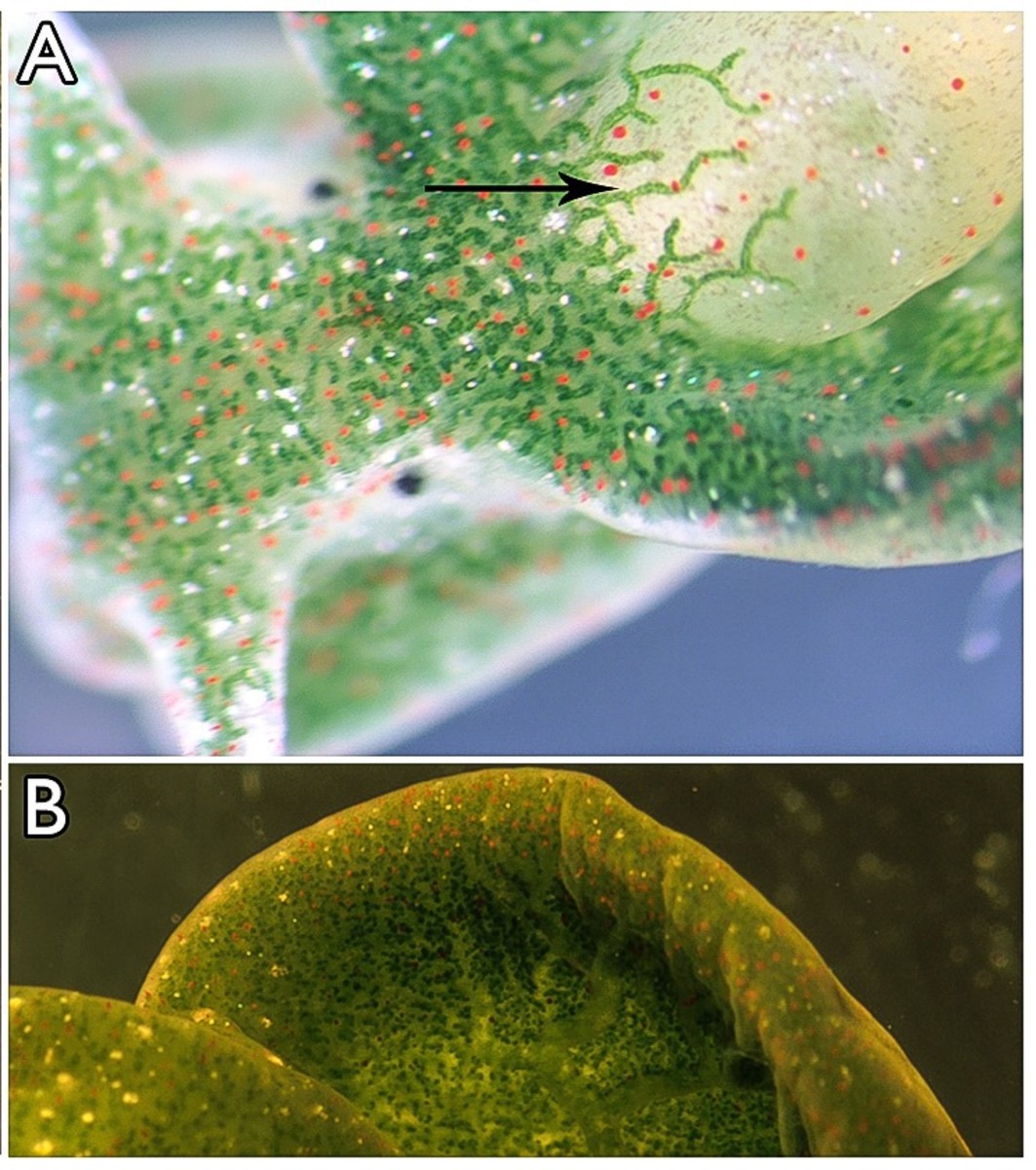 These photos show a magnified view of the eastern emerald elysia. The arrow is pointing to one of the chloroplast-filled branches of the digestive tract in the parapodia.