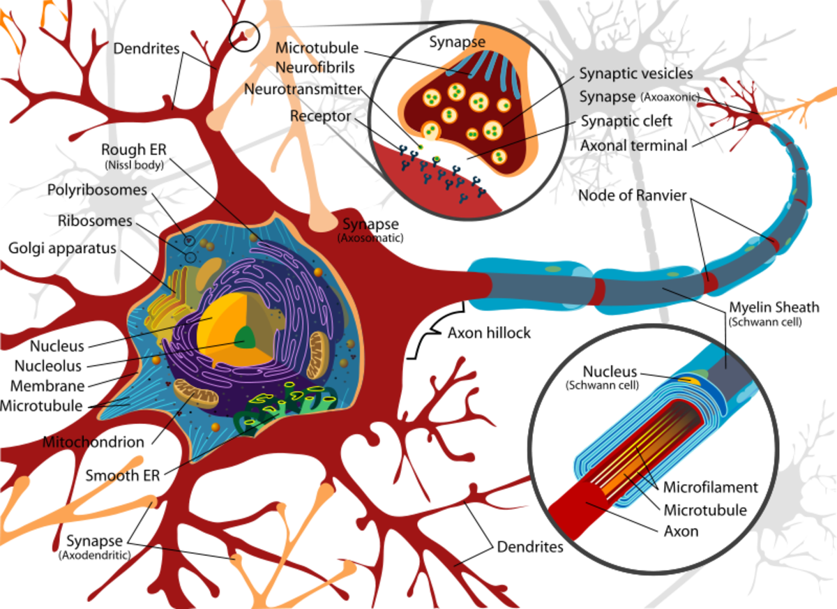 Detailed structure of a neuron