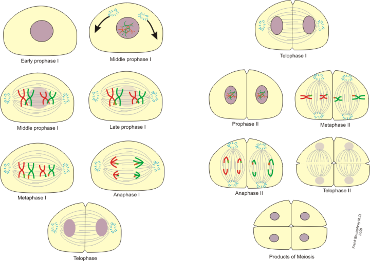 Meiosis is a type of cell division mainly seen in eukaryotes, it is a cell ...