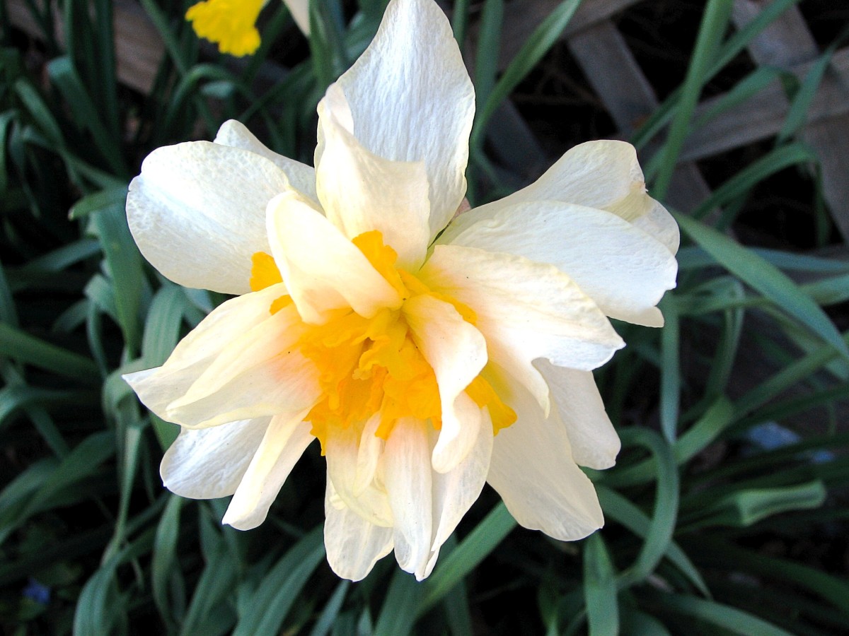 Beautiful Daffodils Facts, Toxicity, and a Symbol of Hope Owlcation