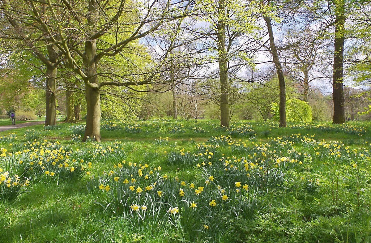 Daffodils at Kew Gardens in England