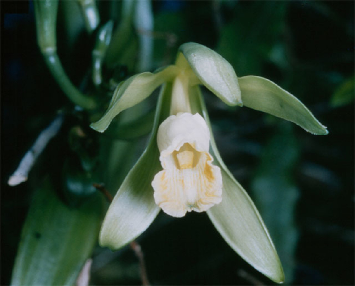 The orchid flower that produces vanilla pods, one of the main exports of Madagascar