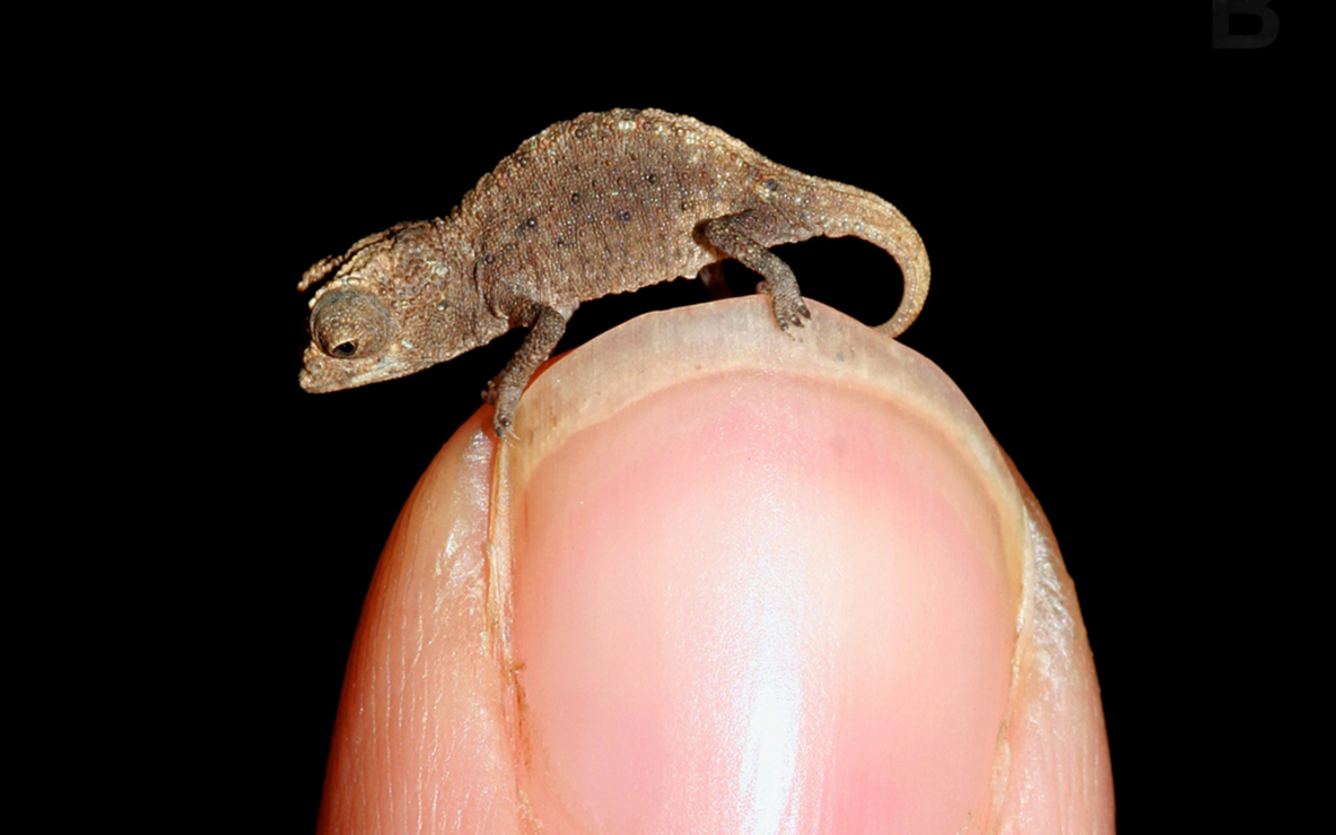 The smallest known chameleon, Brookesia micro on a finger tip.