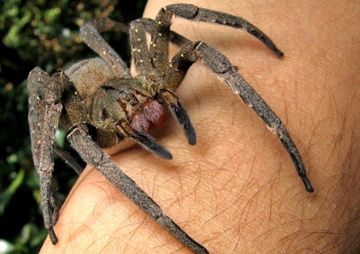 Giant 'parachuting' Joro spiders: 11 facts about these scary