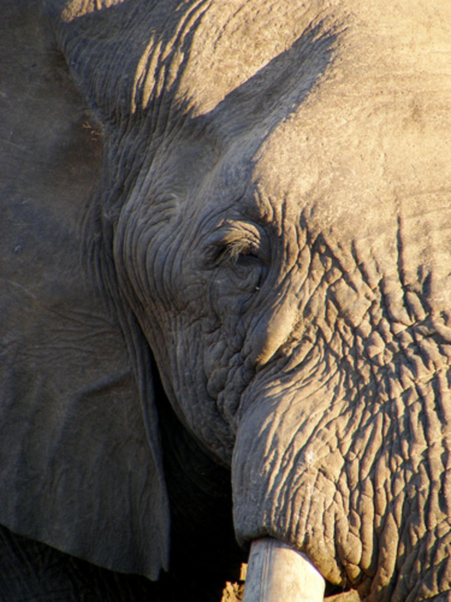 6. Is this African elephant on the verge of tears?