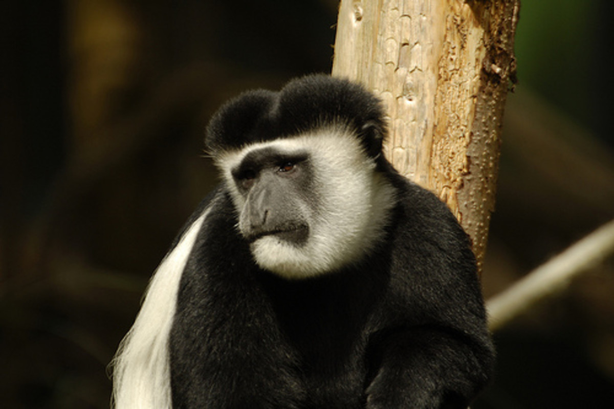 1. A Colobus monkey about to cry?
