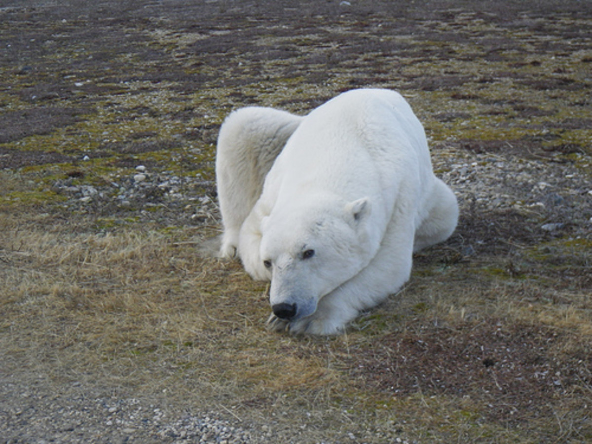 4. A depressed polar bear?