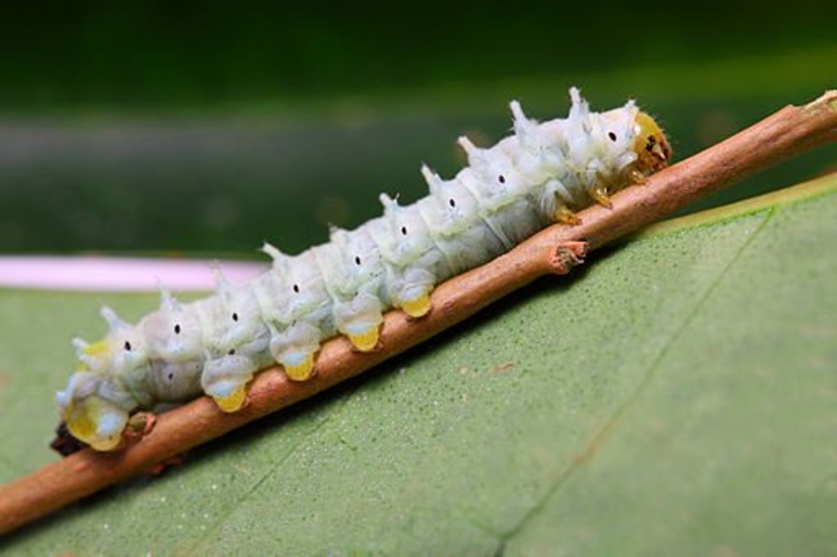 An immature larva of a giant silk moth.