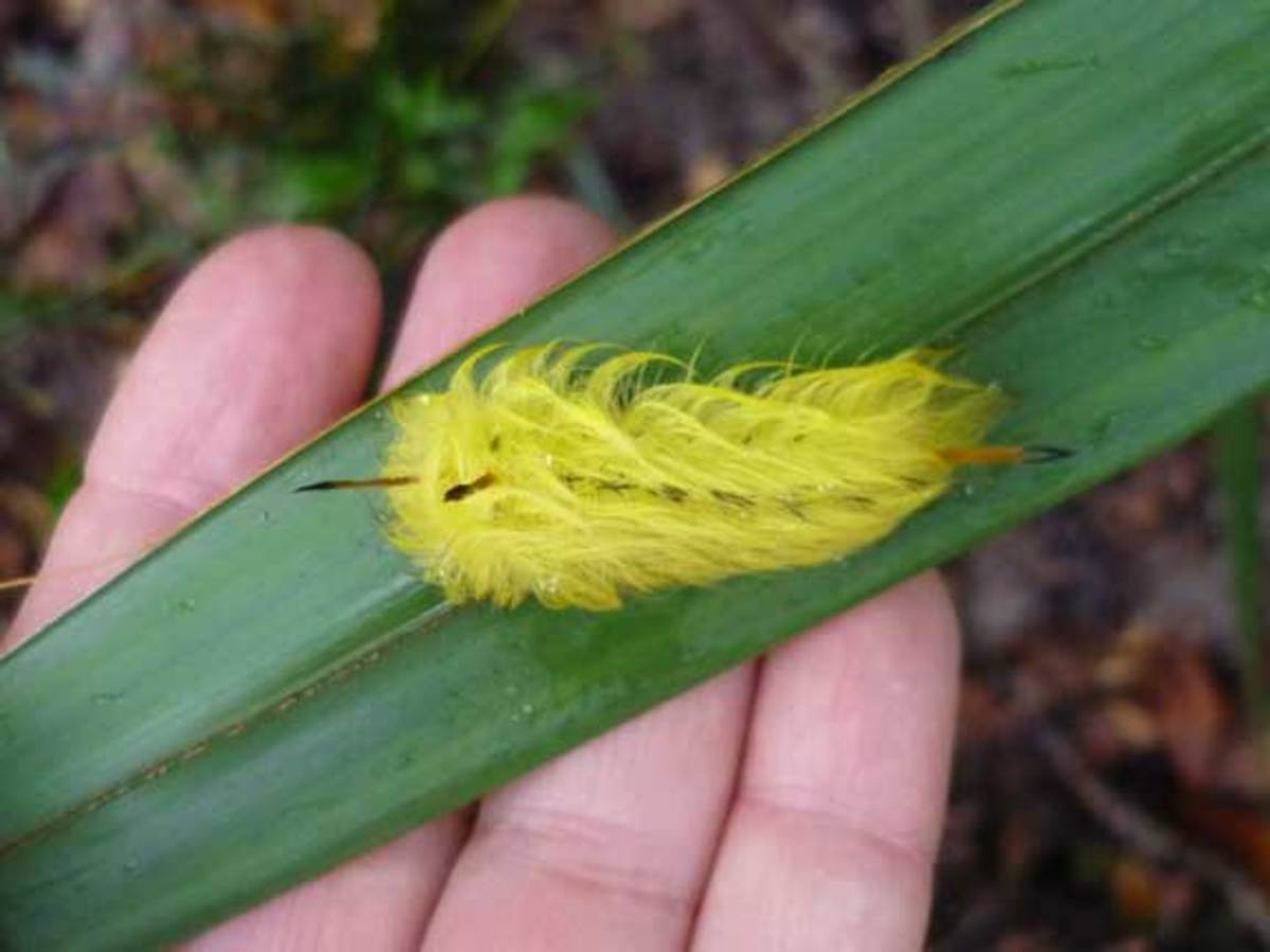 The cool larva of the wild cherry moth.