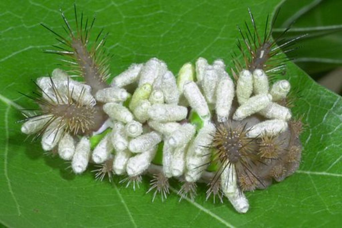 If your caterpillar suddenly has little white things all over it, it has been parasitized.