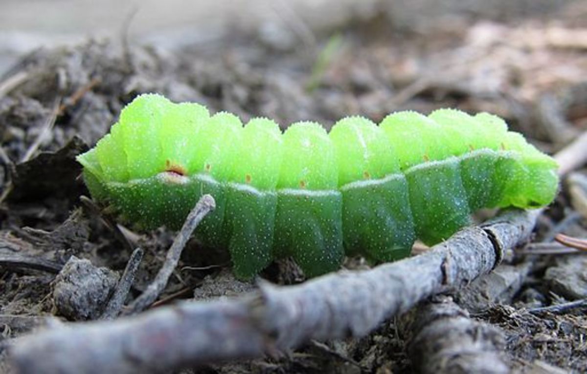 Place a dry stick or popsicle stick (or two) in the container at angles as places for the caterpillar to crawl and pupate.