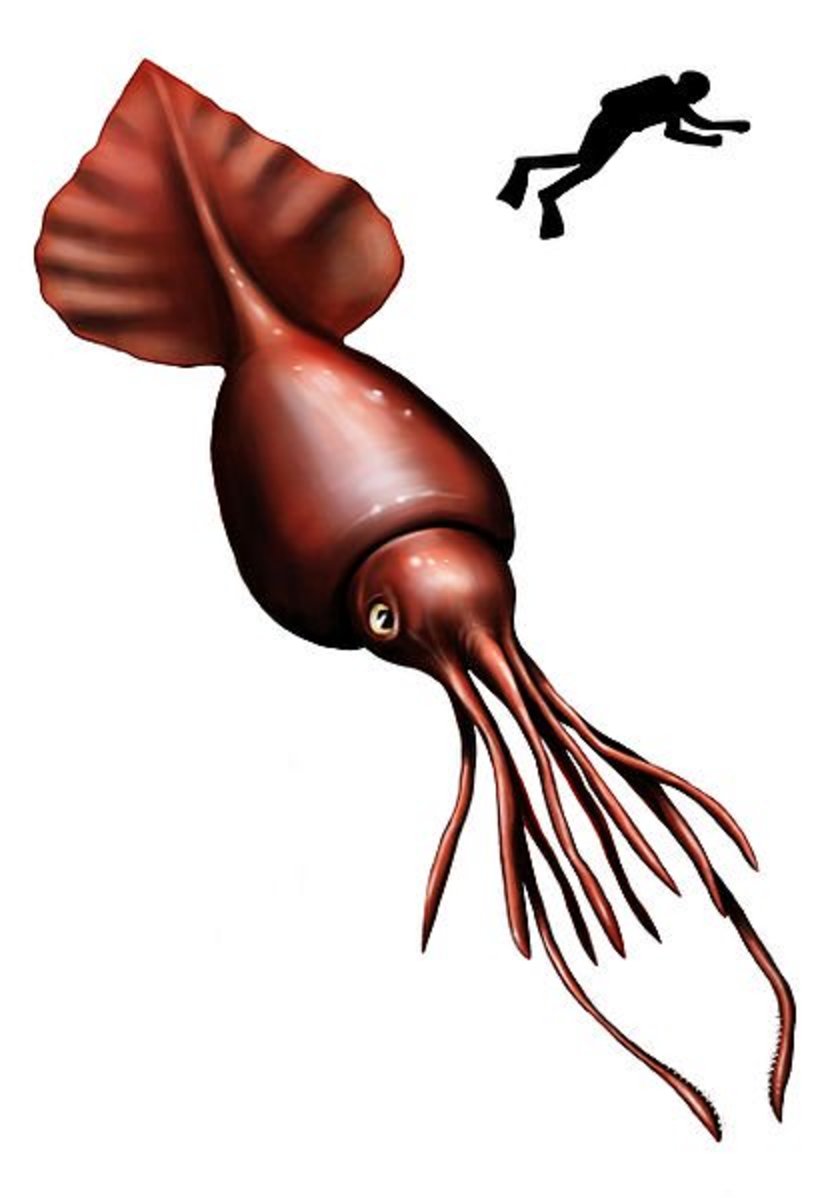 Colossal Squid 