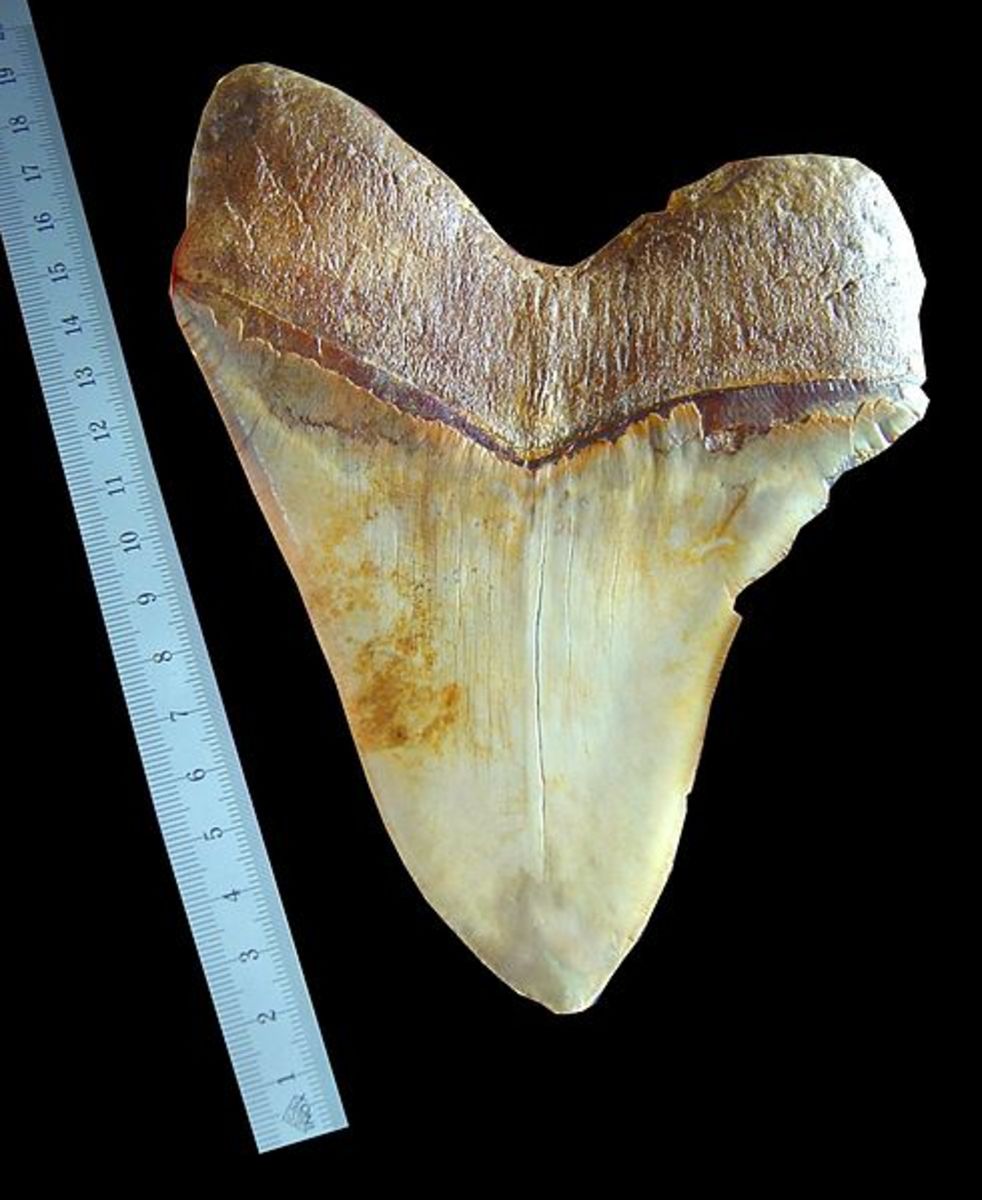 A tooth from the massive Megalodon shark.