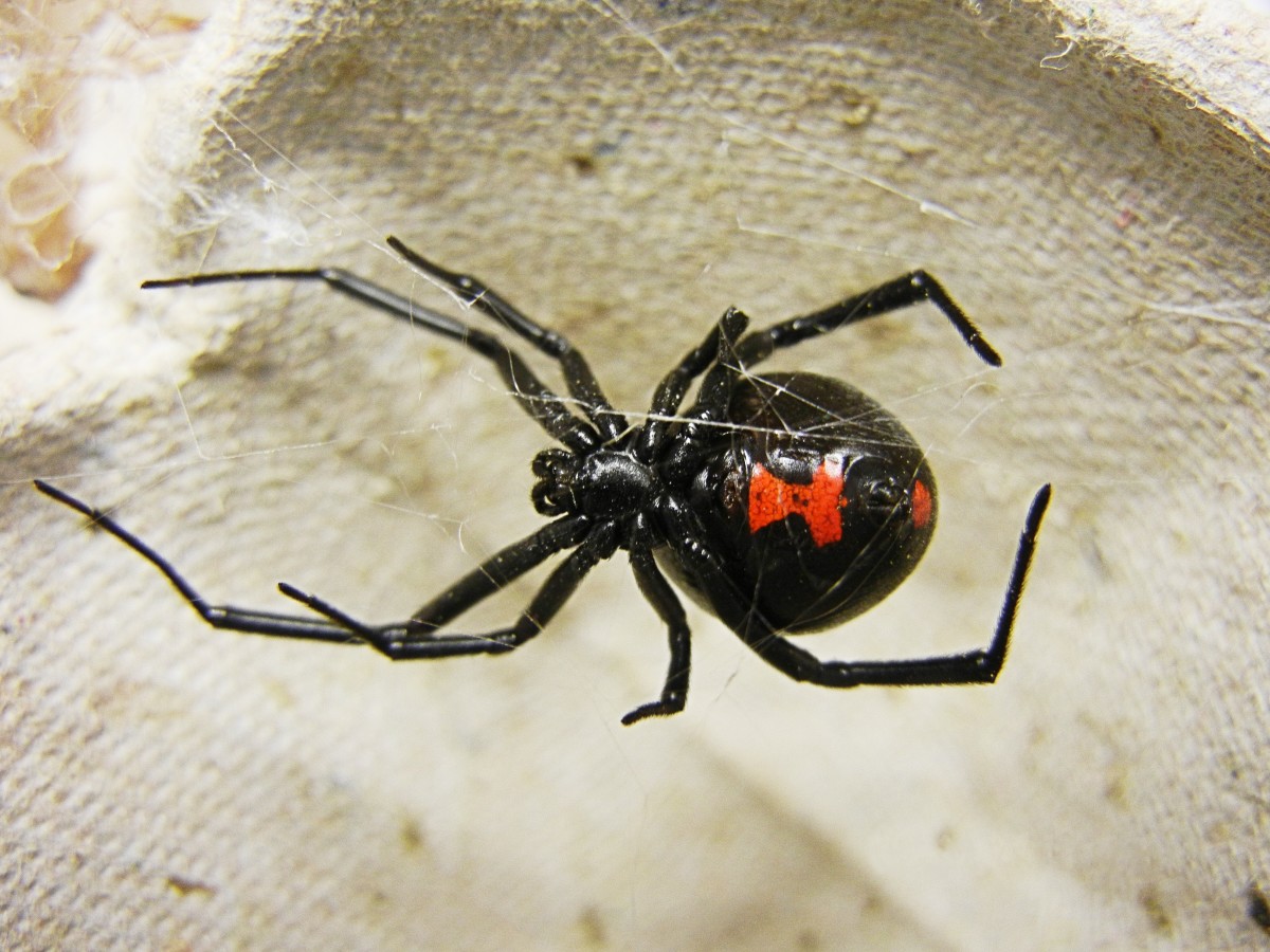 The ventral (under) surface of a female black widow spider who is close to laying eggs