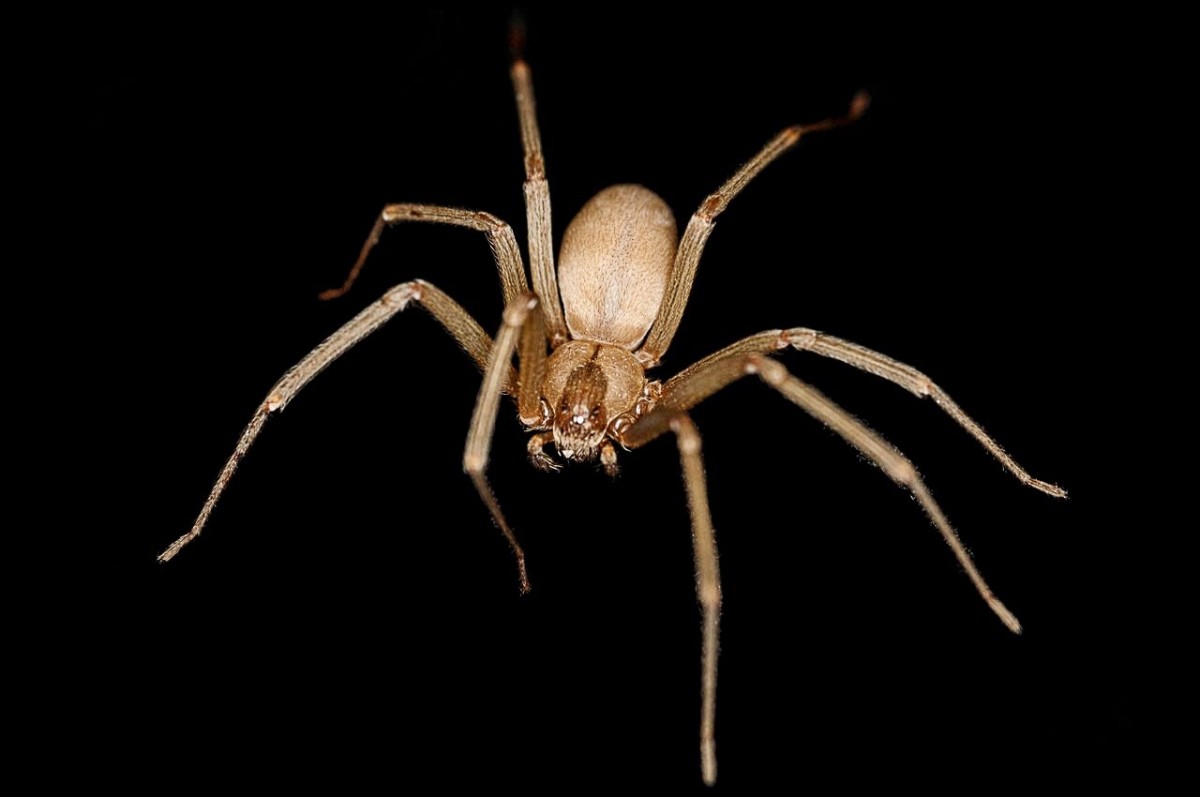 A brown recluse with its violin-shaped mark