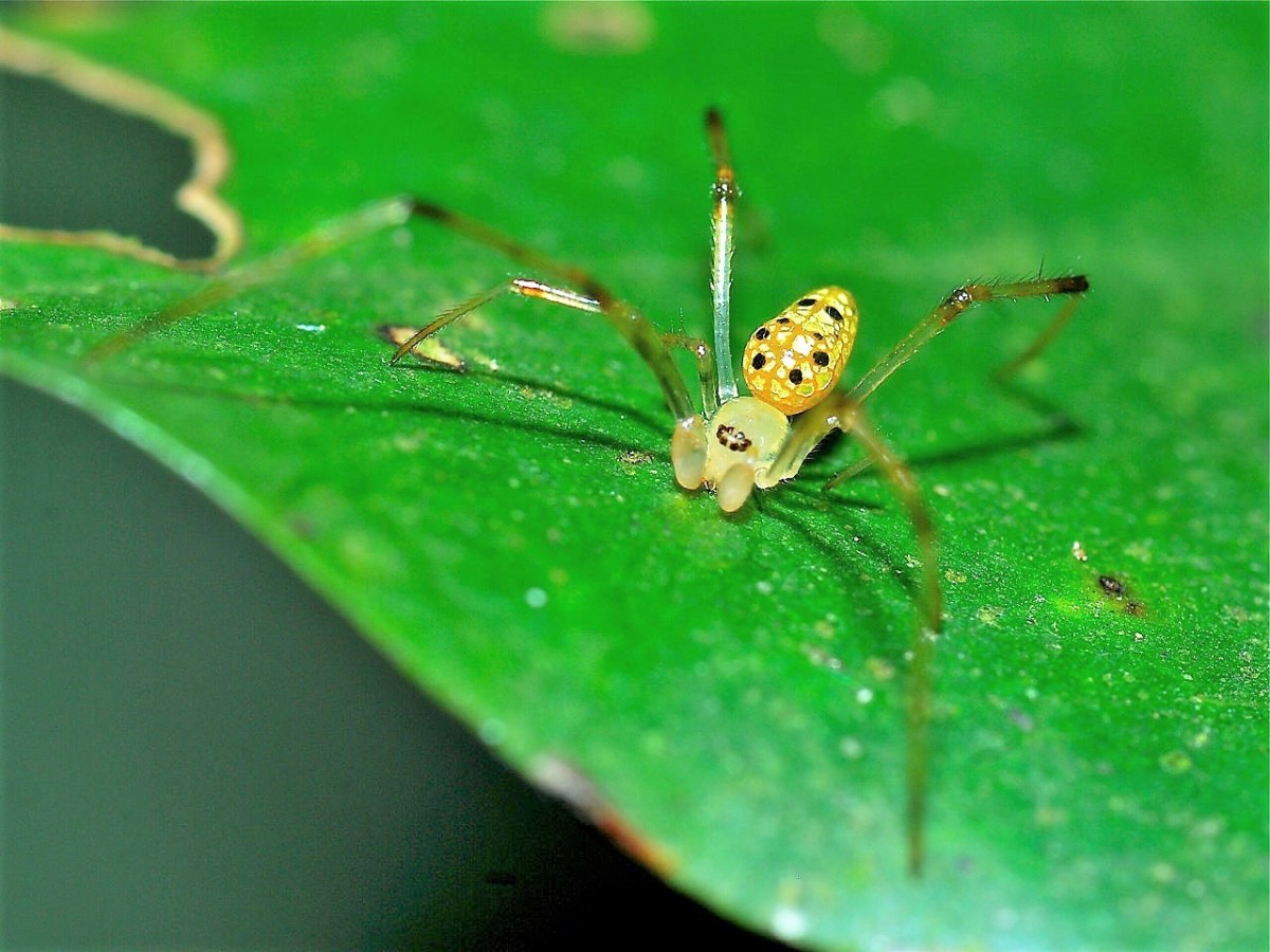 Another mirror spider showing the silver patches on its abdomen
