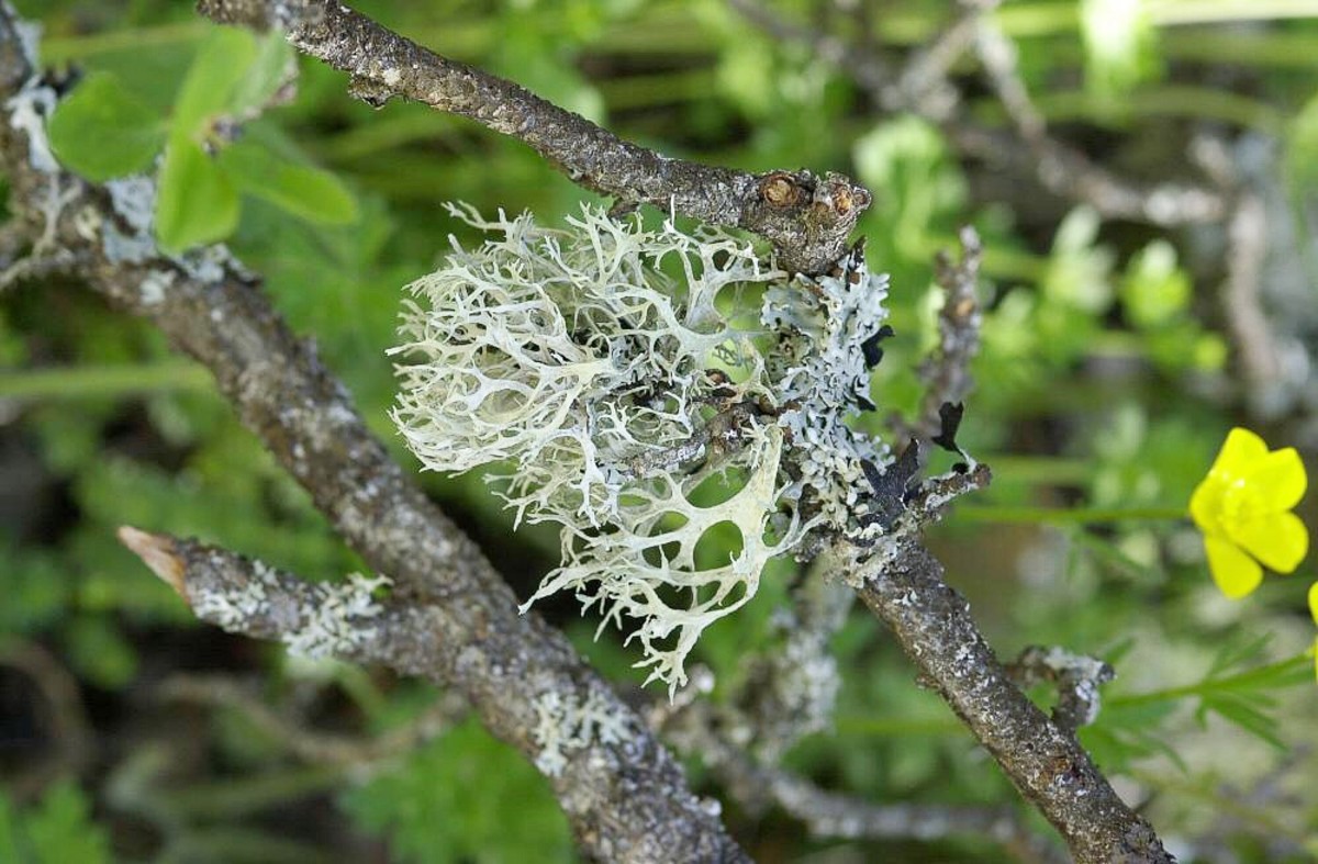 Oakmoss is a lichen, despite its name.