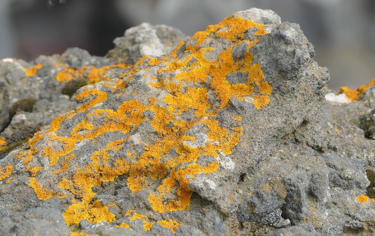 An orange crustose lichen growing on a rock on a beach