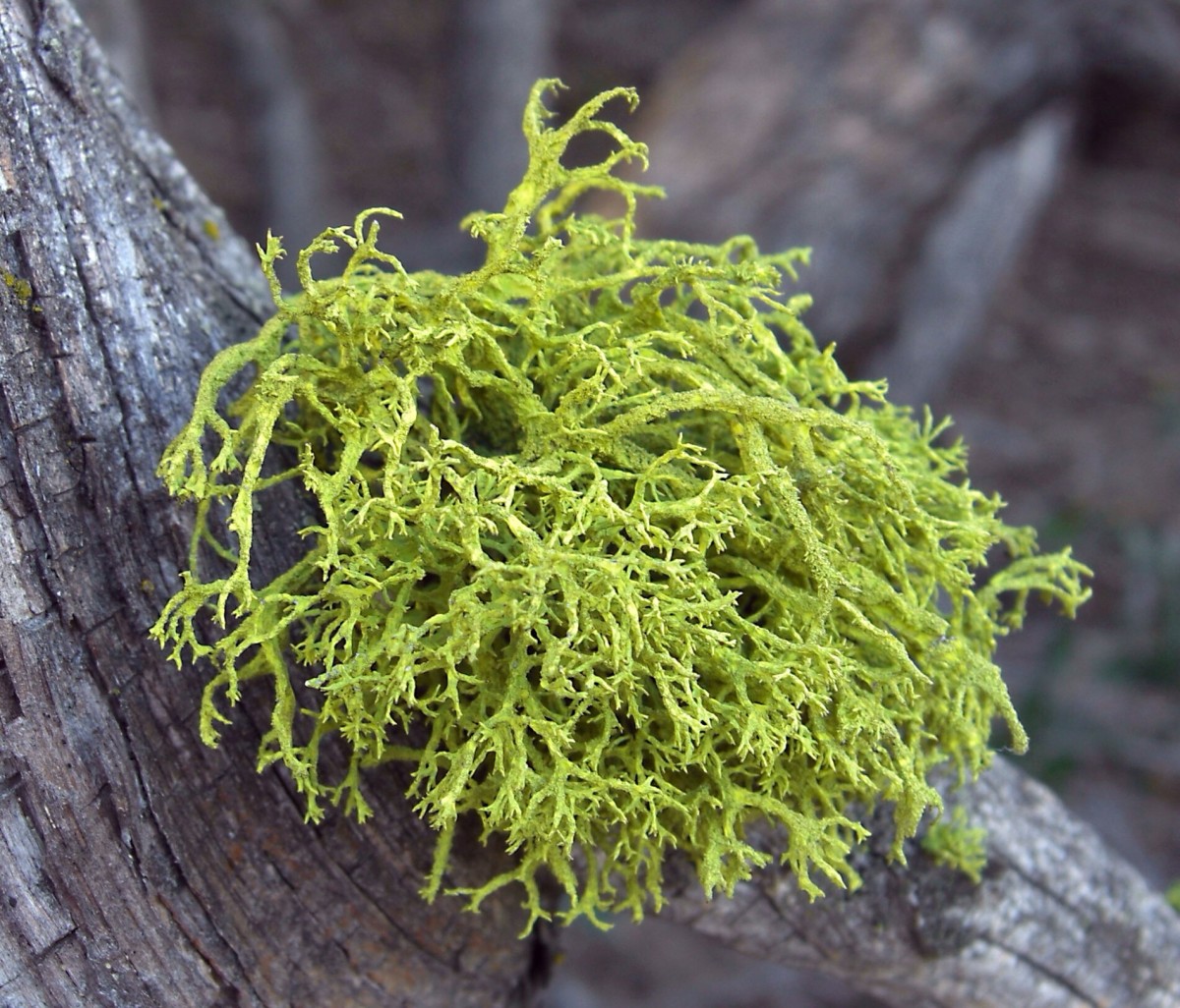 Letharia vulpina or wolf lichen