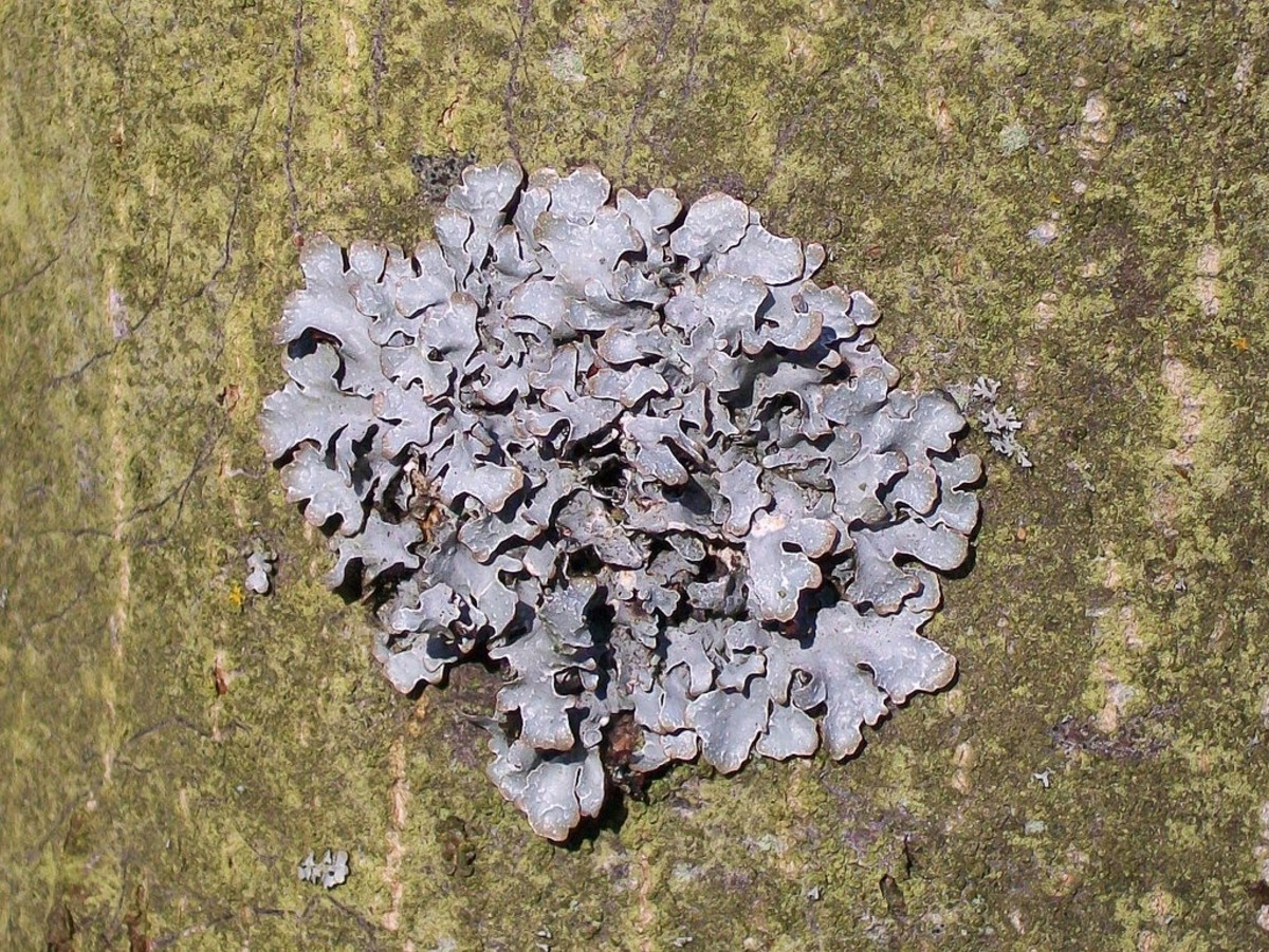 A foliose lichen growing in a cemetery