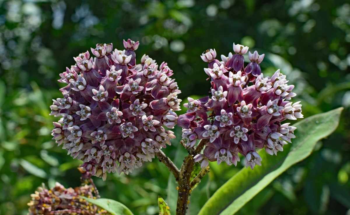 Common milkweed flower clusters