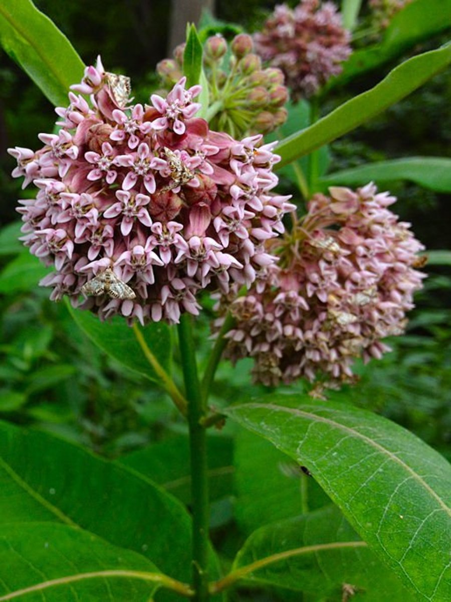 Help Monarch Butterflies By Planting Milkweed In Your Garden - Owlcation