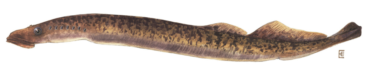 The sea lamprey reaches average lengths of about 2 feet, but some specimens can be double that size.