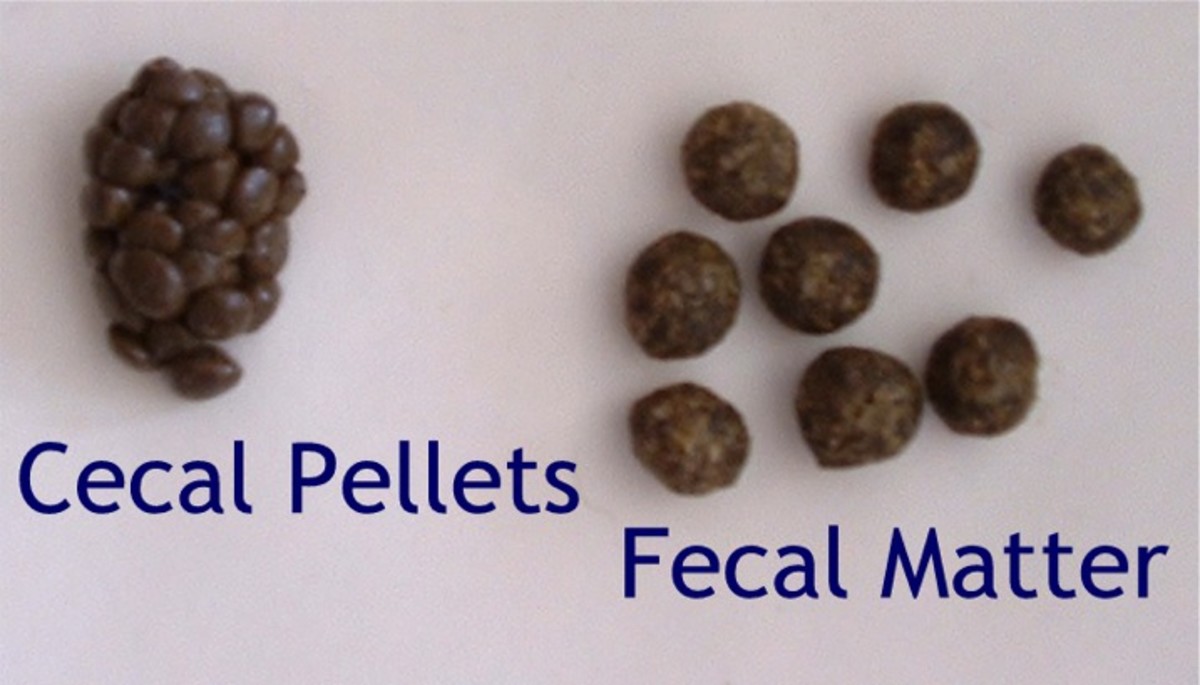 Difference between pellets