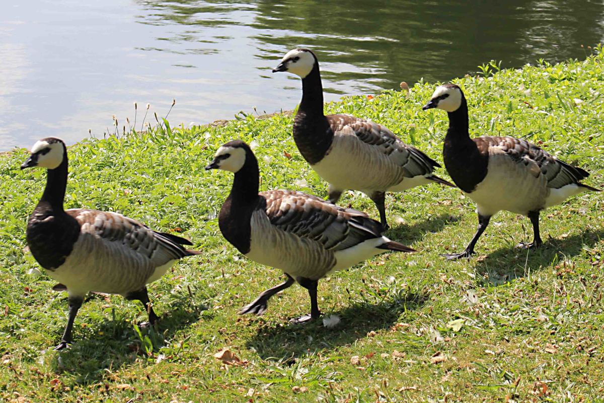 Four barnacle geese